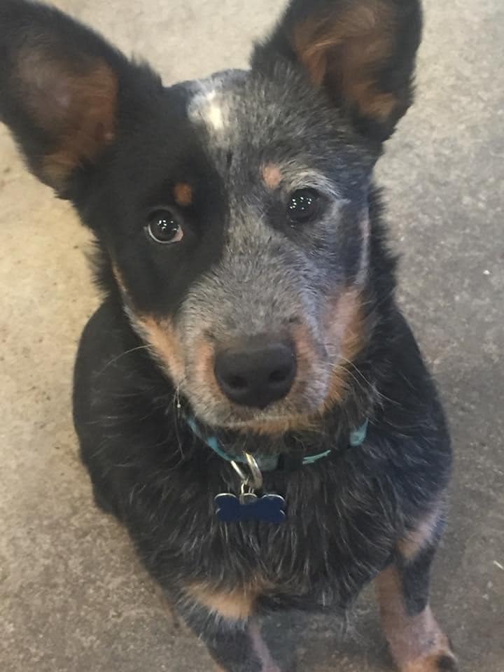 Brody
